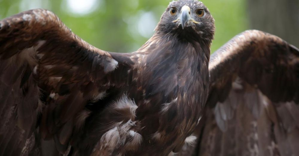 Wyoming conservation group sues federal agency to obtain data on eagles killed by wind farms