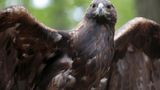 Wyoming conservation group sues federal agency to obtain data on eagles killed by wind farms