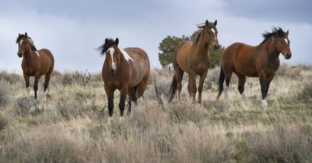 Group under House probe helps block gov't removal of wild horses from wildfire-ravaged range
