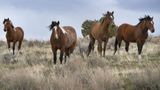 Group under House probe helps block gov't removal of wild horses from wildfire-ravaged range
