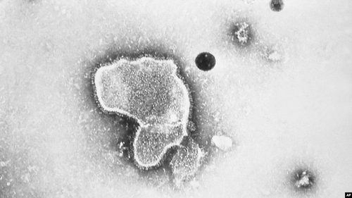 Strong RSV Vaccine Data Lifts Hopes After Years of Futility