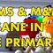 Dems & M&Ms: Insane In The Primary