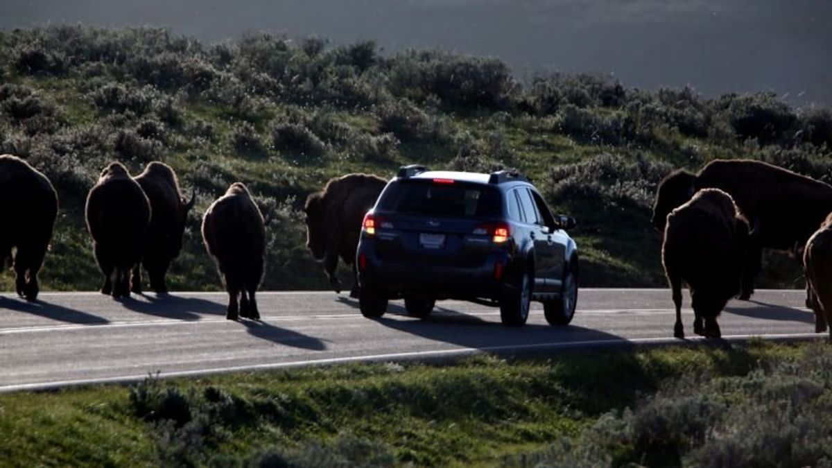 US Agency Endorses Plan to Block New Mining Near Yellowstone