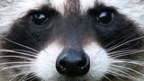 USDA scattering fish-flavored rabies vaccines throughout eastern U.S. to prevent raccoon outbreaks