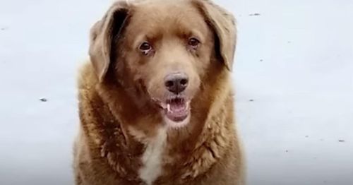Thirty-year-old Portuguese dog breaks record for oldest dog ever recorded