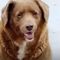 Thirty-year-old Portuguese dog breaks record for oldest dog ever recorded
