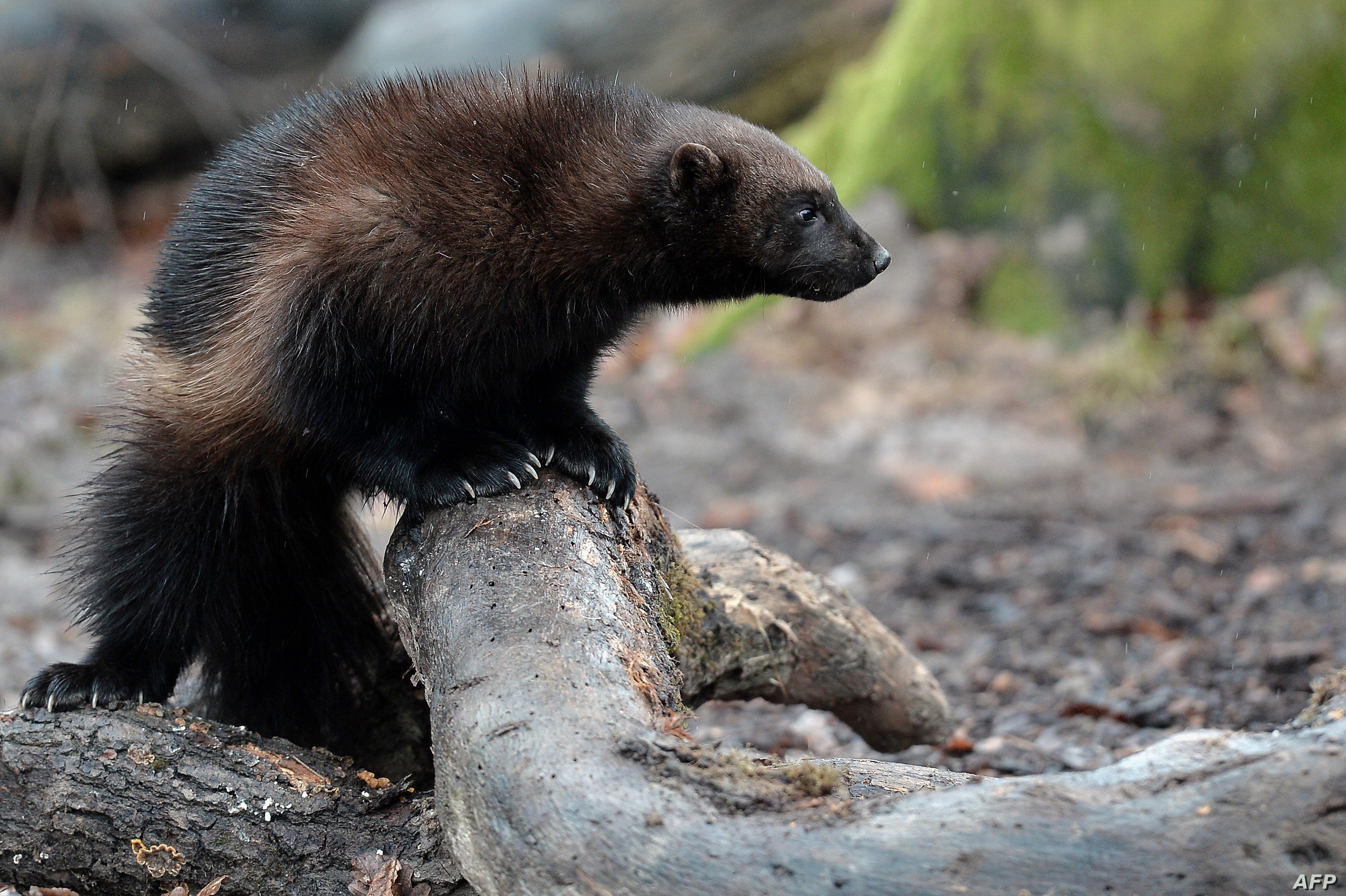 FILE - A wolverine makes its first public appearance at the Animal Park of Sainte-Croix in Rhodes, eastern France, Jan. 28, 2016. 