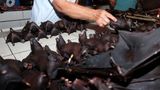 Israeli researchers cast doubt on bats as COVID-19 source