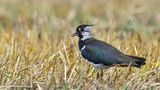 Wisconsin officials monitoring mystery bird illness