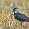 Wisconsin officials monitoring mystery bird illness