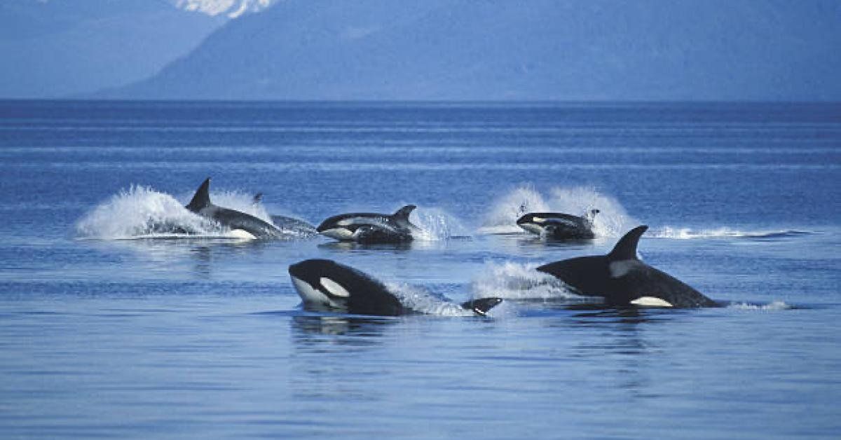 Washington warns residents, tourists of killer whales this summer season - Real America's Voice News