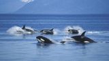 Washington warns residents, tourists of killer whales this summer season