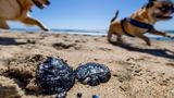 How many government agencies does it take to clean up tar balls on the beach?