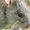 Some offspring of Moderna mRNA vaccine test rats born with skeletal deformities: Judicial Watch