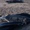 We Were Fighting Death in Sea, Says Libya Shipwreck Survivor
