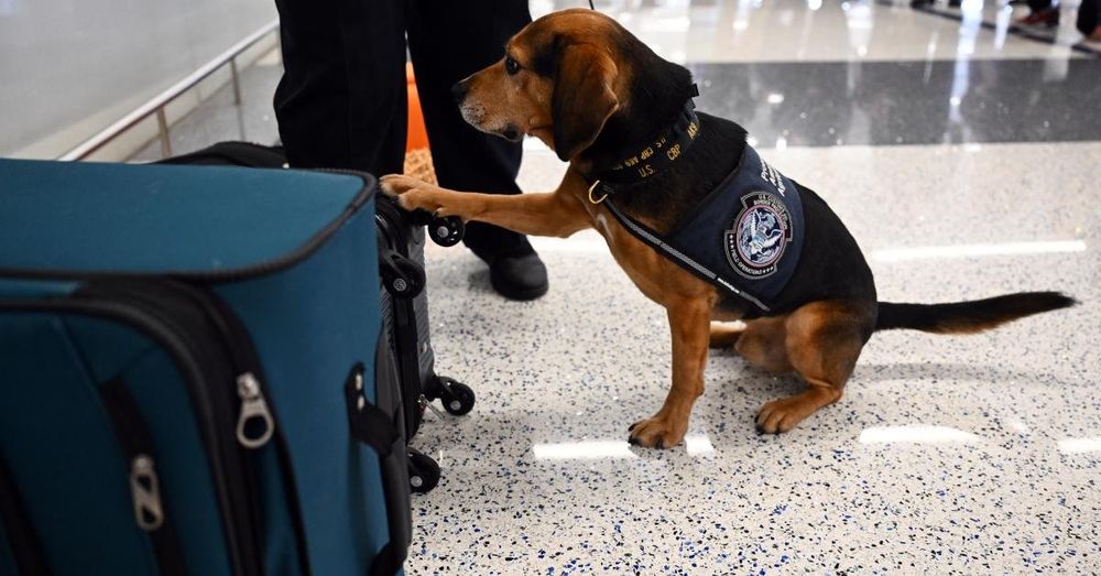 Egyptian man deported for kicking CBP dog at Dulles Airport that found smuggled food in luggage
