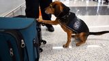 Egyptian man deported for kicking CBP dog at Dulles Airport that found smuggled food in luggage