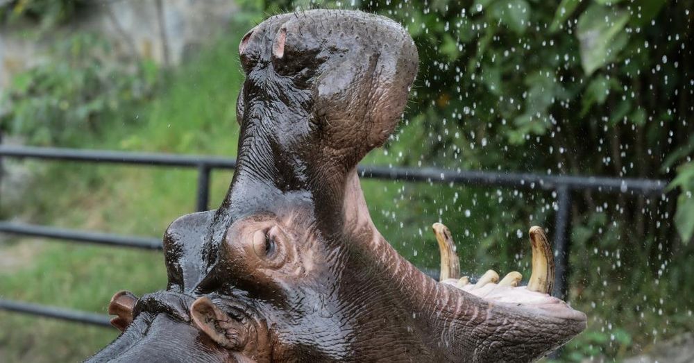 Colombia plans to cull hippos that are descended from those cocaine kingpin Pablo Escobar imported