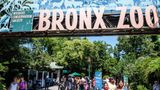 Woman climbs barrier at Bronx Zoo, declares her love for a lion, offers him roses and money