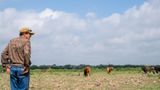 USDA confirms presence of flesh-eating screwworm in the U.S.