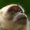 Scientists announce successful creation of human-monkey embryo