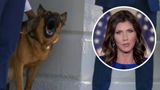 Noem doubles down on killing dog in apparent threat against Biden's dog Commander