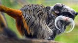 Police make arrest in monkeys' disappearance from Dallas Zoo