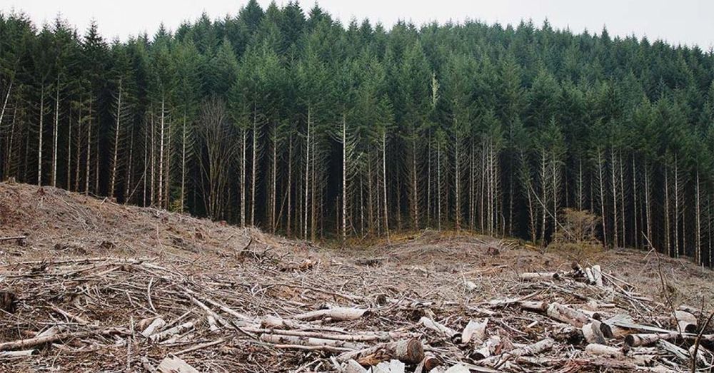 U.S. Forest Service to cut $391M