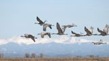 Colorado inmate tests positive for bird flu, a first in the U.S.