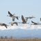 Colorado inmate tests positive for bird flu, a first in the U.S.