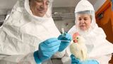 USDA ends 'maximum pain bird flu gain-of-function experiments' with Wuhan lab parent