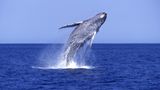 Scientific review of whale species may deprive activists of weapon against Gulf oil production