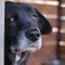 Canadian authorities threaten to seize 'relinquished' pets of arrested Freedom Convoy truckers
