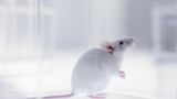 Researchers say they promoted ‘functional recovery’ of severe spinal cord injury in mice