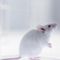 Researchers say they promoted ‘functional recovery’ of severe spinal cord injury in mice