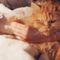 Bill prohibiting cat declawing passes Illinois House