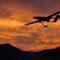 U.S. drone strike kills Al-Qaeda leader in Afghanistan