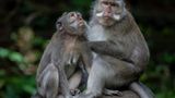 Dozens of young monkeys escape from South Carolina research center