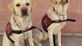 Legislation to train police dogs to detect fentanyl moves ahead in Olympia