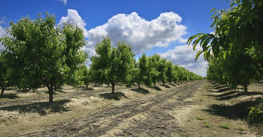 California farmer blocked from selling produce amid legal dispute gives away tons of nectarines