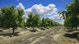 California farmer blocked from selling produce amid legal dispute gives away tons of nectarines