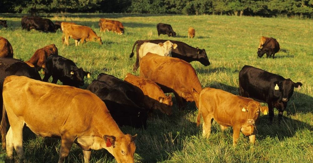 Demonized as contributing to climate change, cattle may actually decrease emissions, research shows