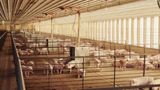 26 states urge Supreme Court to reverse California's farm animal confinement law