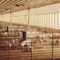 26 states urge Supreme Court to reverse California's farm animal confinement law