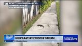 Iguanas Are Falling From the Sky in Florida