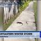 Iguanas Are Falling From the Sky in Florida