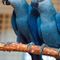 Scientists set to release ‘world’s rarest bird’ into the wild in hopes it will breed