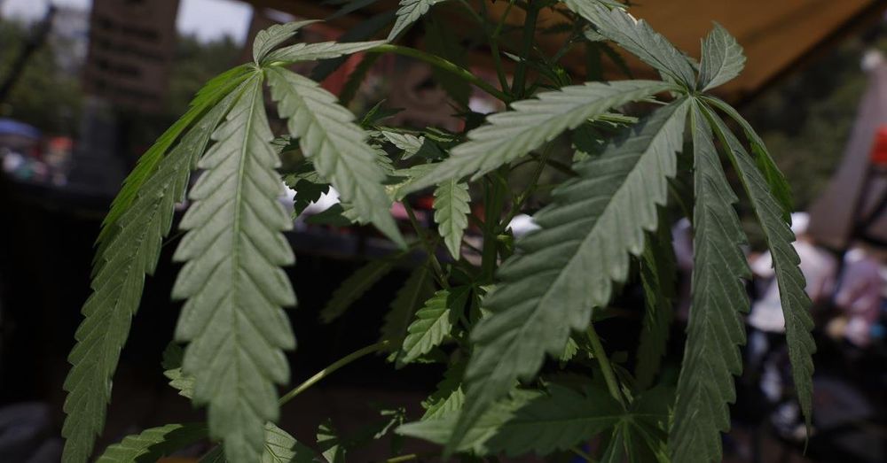 Trump administration reclassifies marijuana to ease rules regarding cannabis research