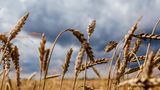 Russia worsening global food crisis by bombing wheat stocks: EU policy chief