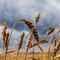Russia worsening global food crisis by bombing wheat stocks: EU policy chief